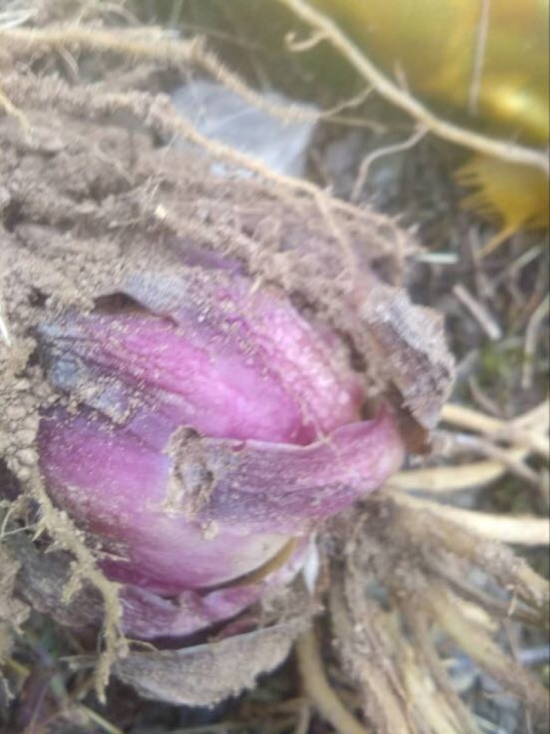 野百合独头药食两用
