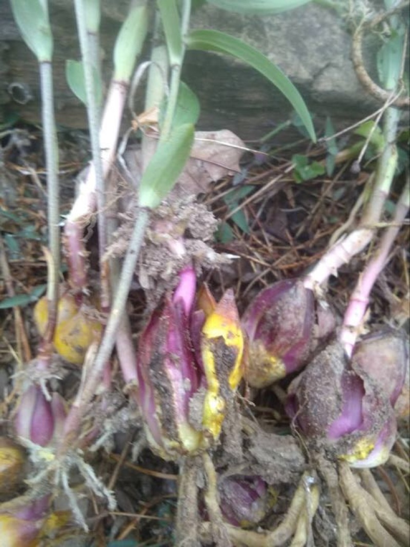 野百合独头药食两用