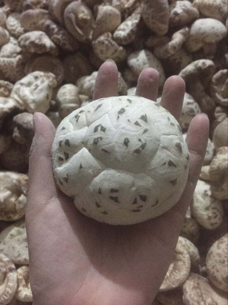 泌阳花菇花菇白花菇天白花菇茶花菇规格齐全产地直供