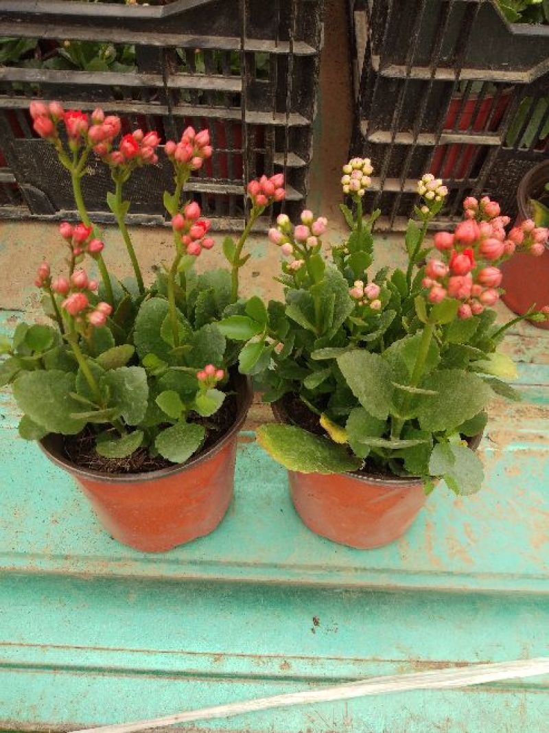 长寿花