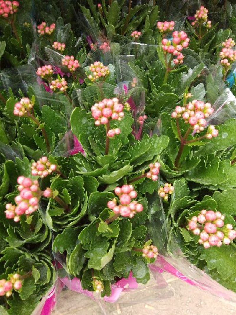 长寿花