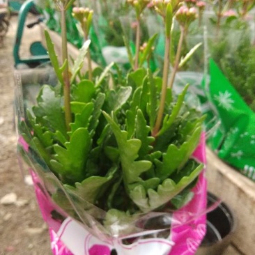 长寿花