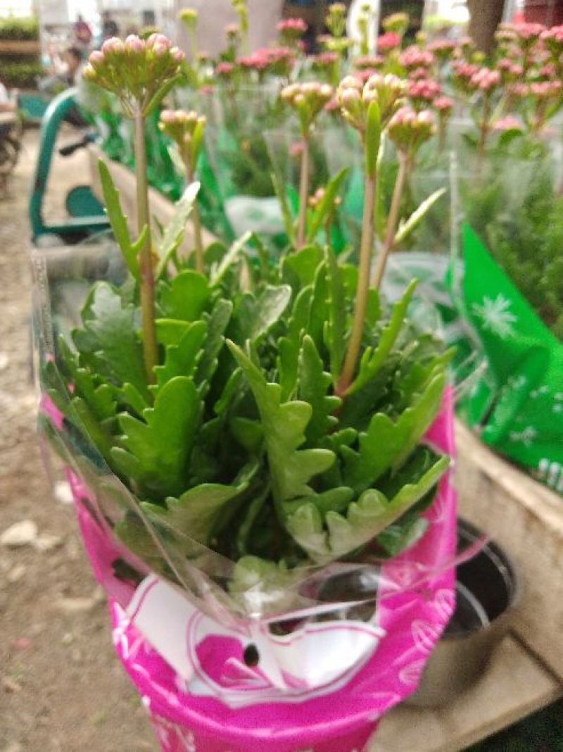 长寿花