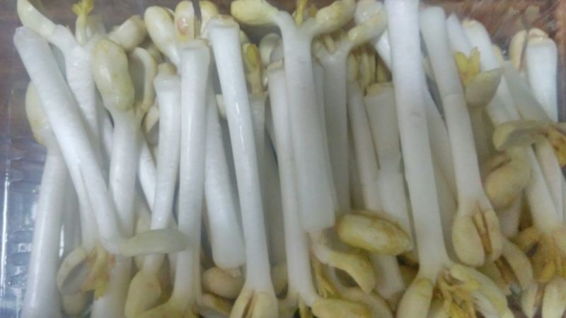 长寿花生芽