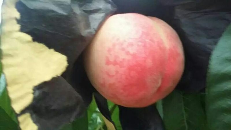 桃子