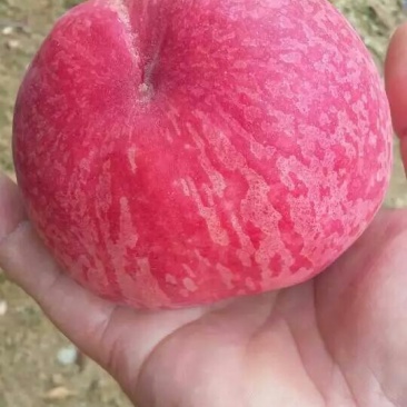 桃子