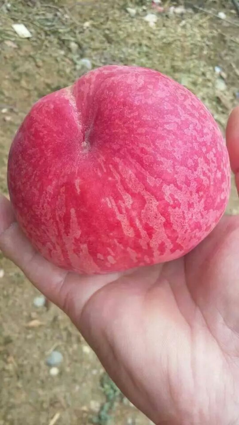 桃子