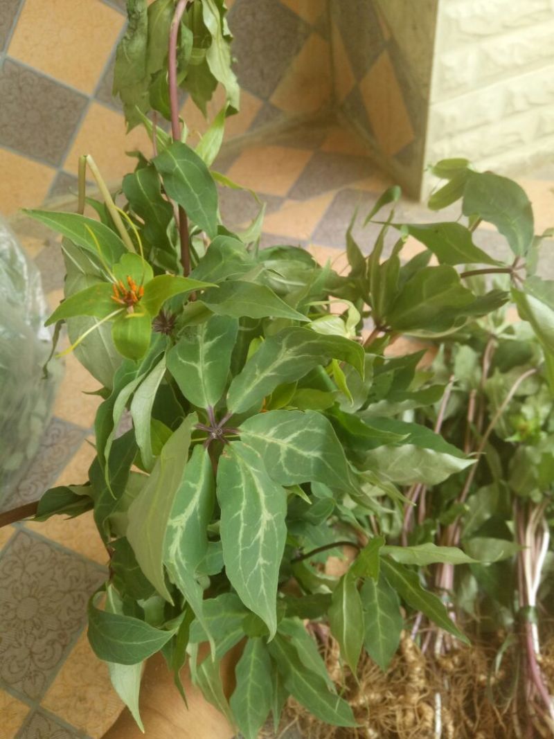 野生重楼，有苗有块茎可以上门选货，有需要的多多联系
