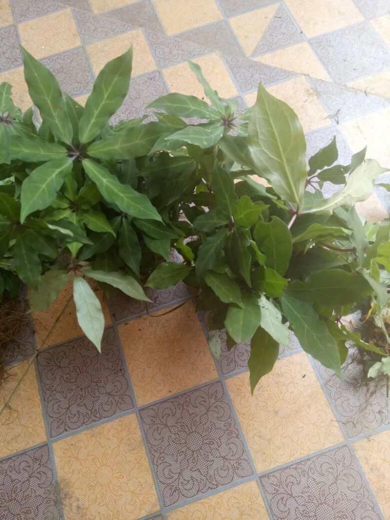 野生重楼，有苗有块茎可以上门选货，有需要的多多联系