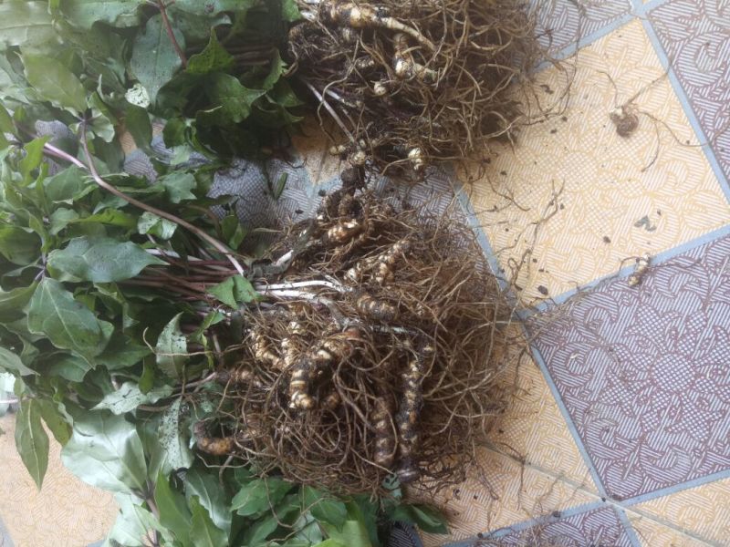 野生重楼，有苗有块茎可以上门选货，有需要的多多联系
