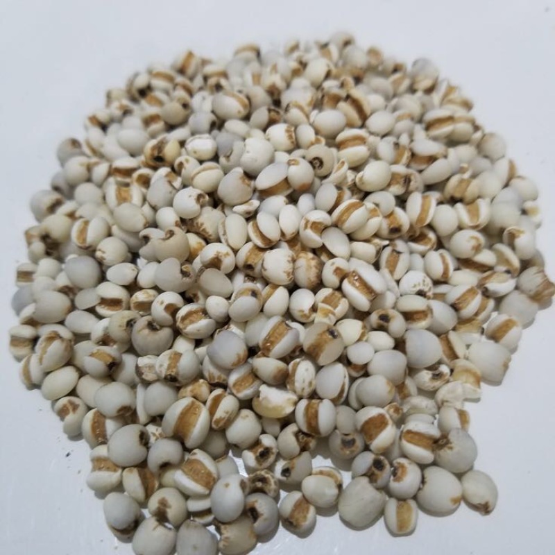 薏米薏米仁，薏苡仁