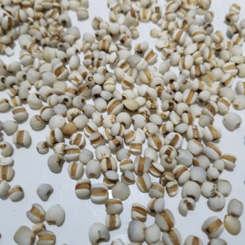 薏米薏米仁，薏苡仁
