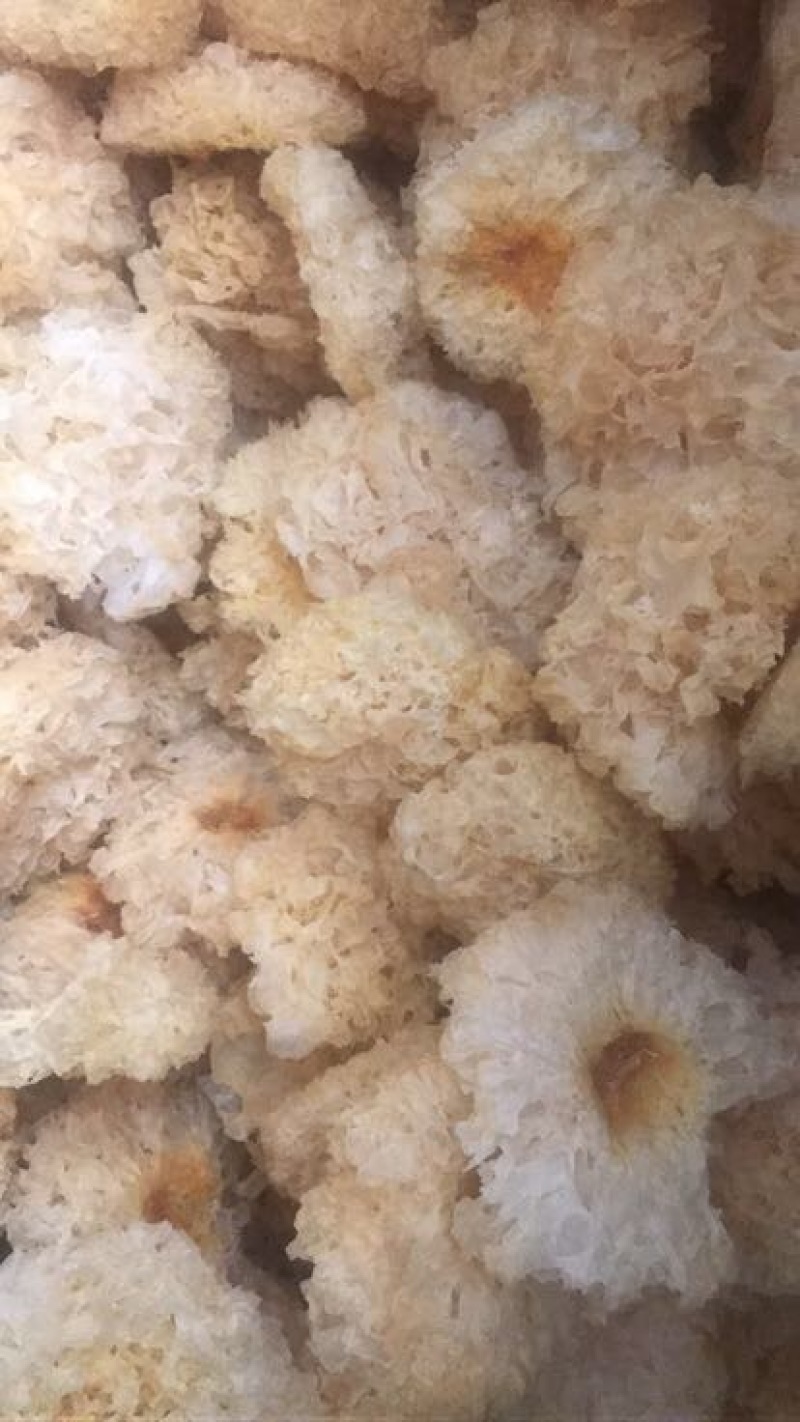 银耳二级