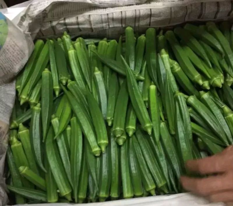 杭州市专业代卖精品黄秋葵，条子直，颜色翠绿，细小嫩绿