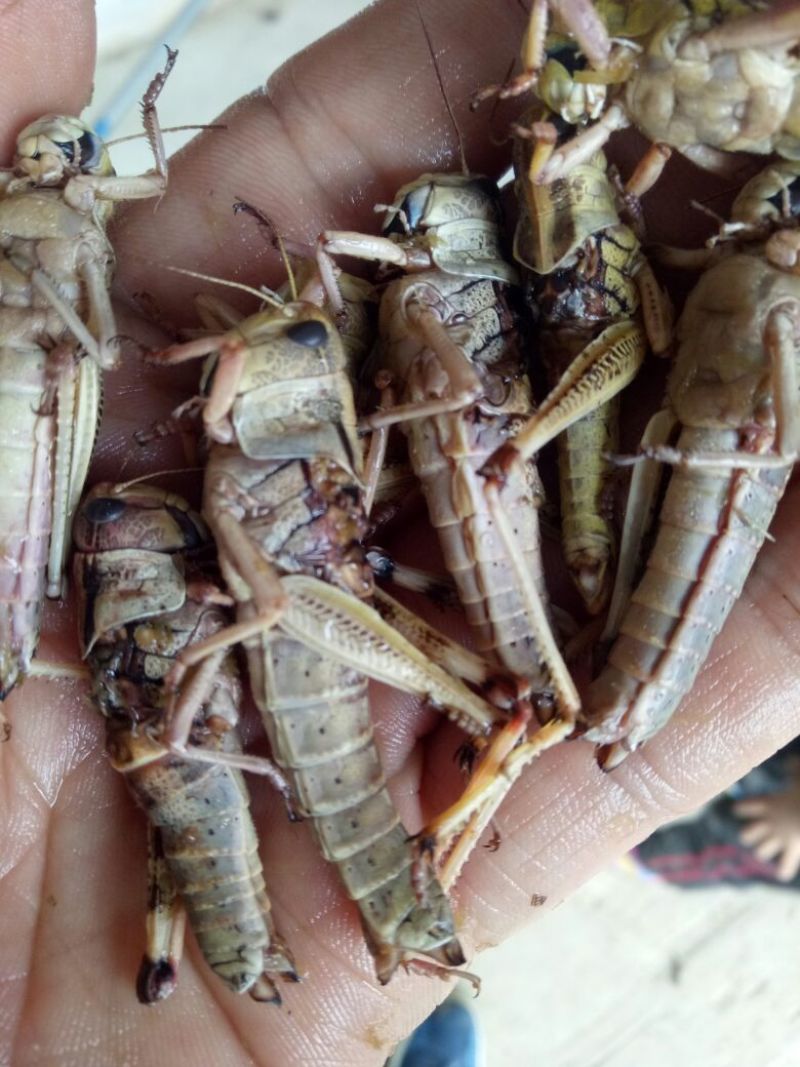 东亚飞蝗食用，带翅膀的蚂蚱，礼盒装，个大体肥