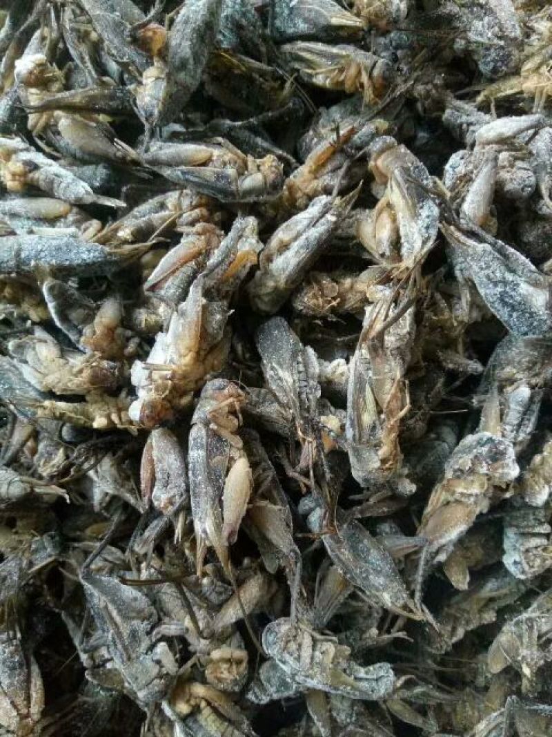 蟋蟀，油葫芦，单冻无冰，多种用途