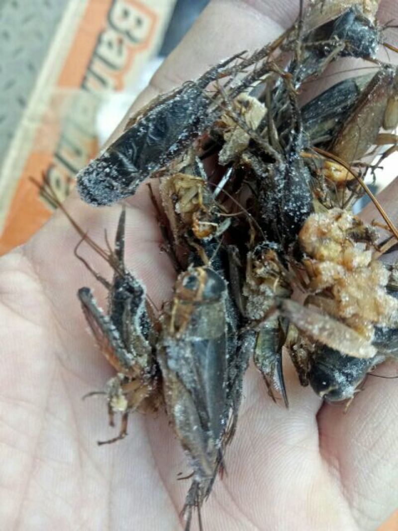 蟋蟀，油葫芦，单冻无冰，多种用途