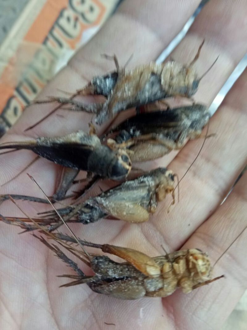 蟋蟀，油葫芦，单冻无冰，多种用途