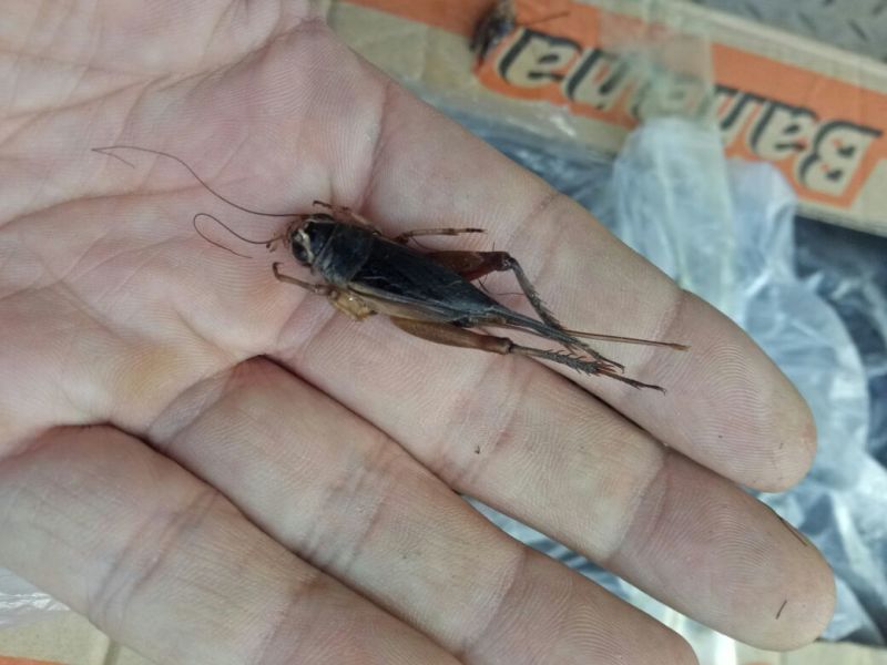 蟋蟀，油葫芦，单冻无冰，多种用途