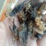 蟋蟀，油葫芦，单冻无冰，多种用途