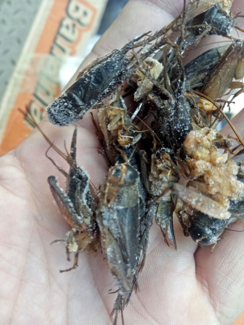 蟋蟀，油葫芦，单冻无冰，多种用途