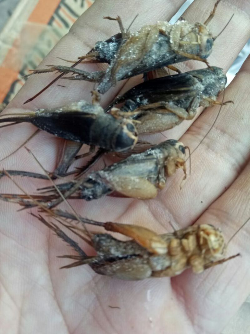 蟋蟀，油葫芦，单冻无冰，多种用途