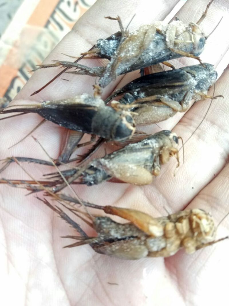 蟋蟀，油葫芦，单冻无冰，多种用途