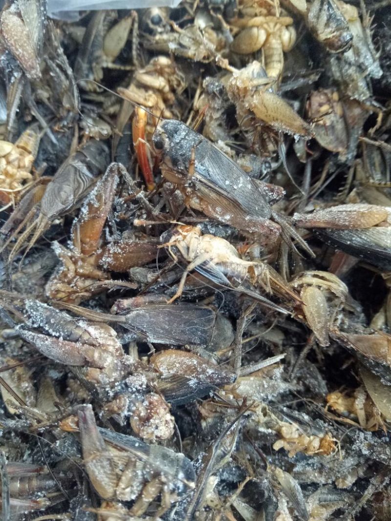 蟋蟀，油葫芦，单冻无冰，多种用途