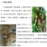 长果桑大苗（二年苗，2公分左右粗）