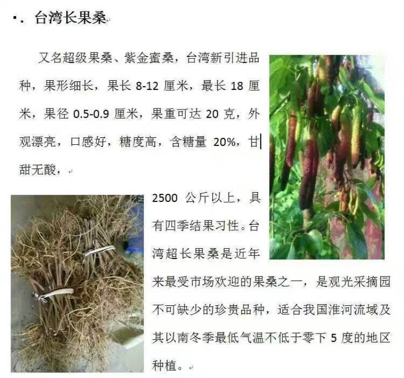长果桑大苗（二年苗，2公分左右粗）