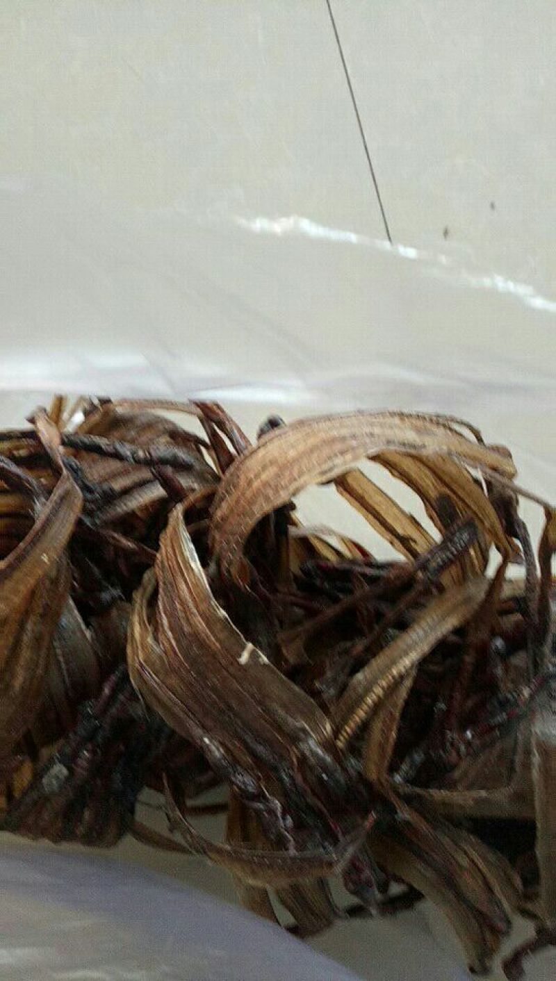 蚯蚓干，全开，