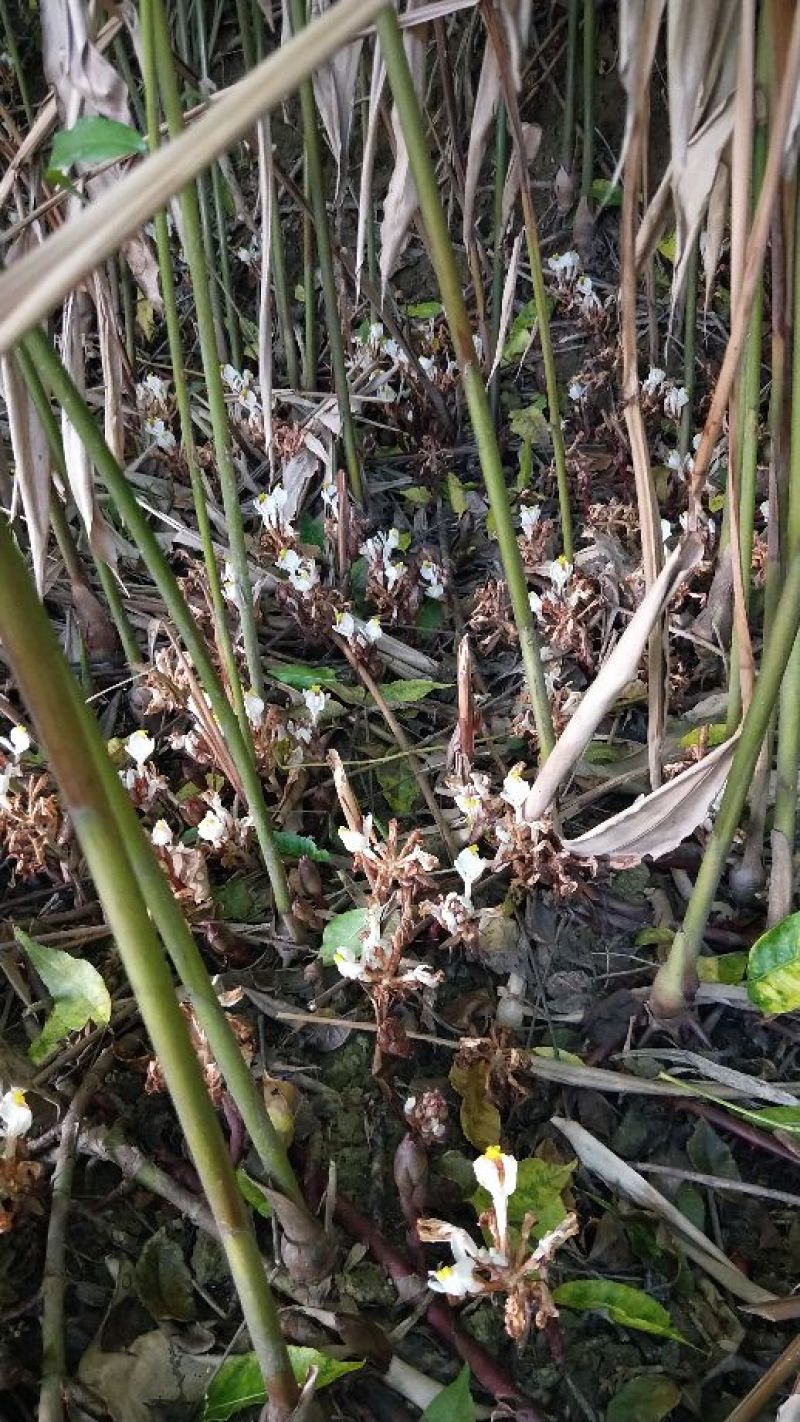 正宗阳春砂仁苗种下去两年开花试果，三年后丰产。