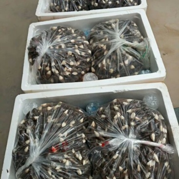 黑皮鸡枞菌