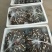 黑皮鸡枞菌