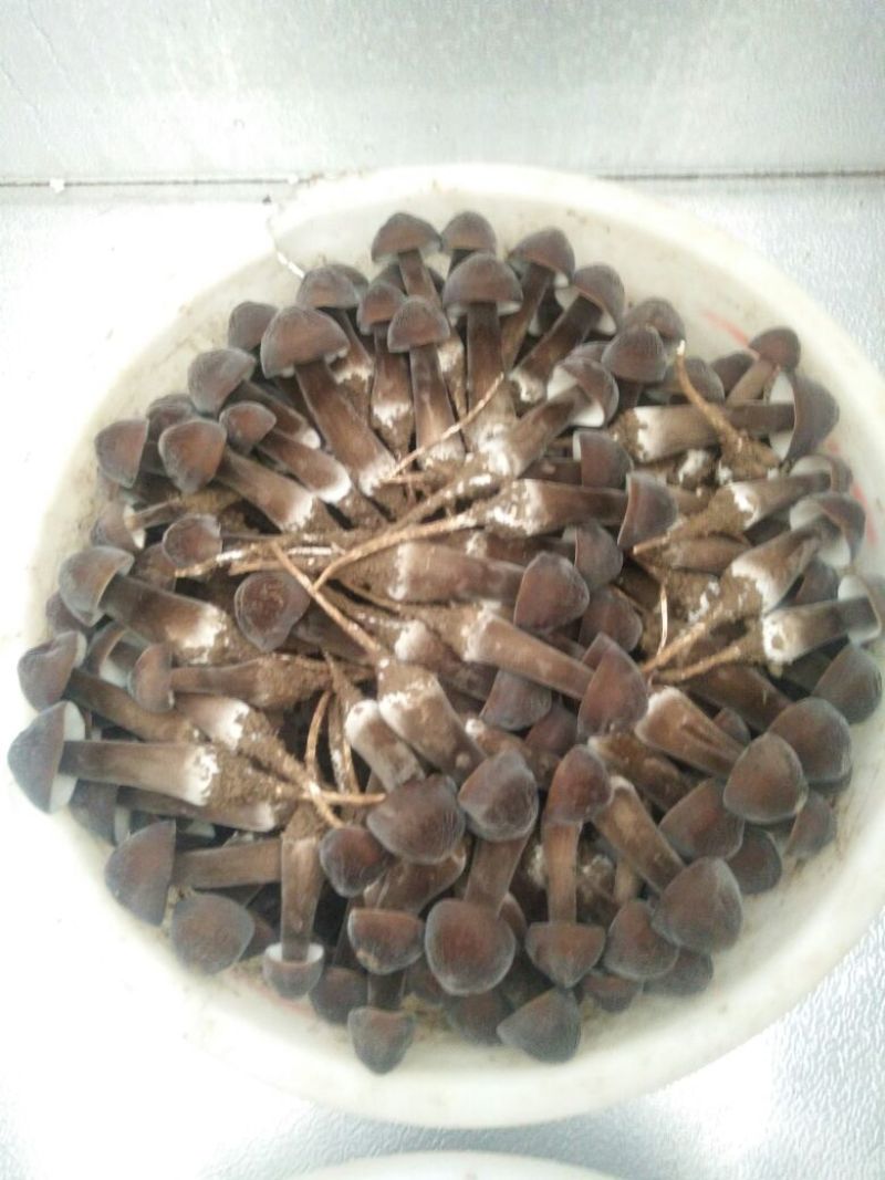 黑皮鸡枞菌