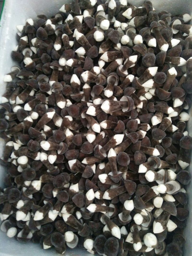 黑皮鸡枞菌