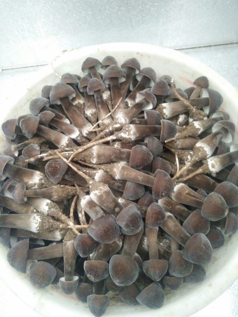黑皮鸡枞菌