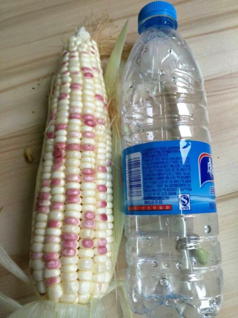 湖北荆州优质彩糯玉米，产地直销，合作共赢！