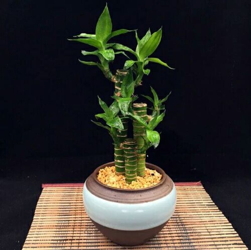 步步高，节节高竹子。高端大气上档次。