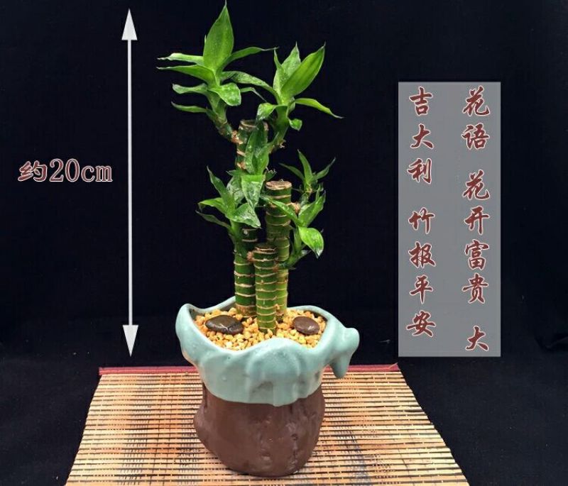 步步高，节节高竹子。高端大气上档次。