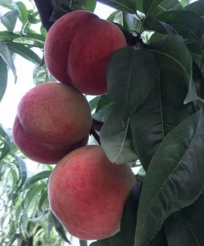优质郑三，突围毛桃已经大量上市，毛桃行情