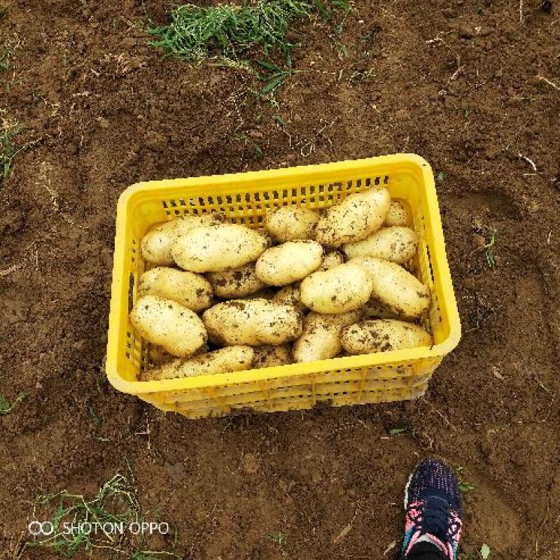 山东省济南市平阴县，荷兰十五，土豆，大量供应，质量好，