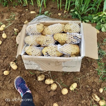 山东省【肥城】平阴荷兰十五土豆大棚土豆大量上市物美价廉