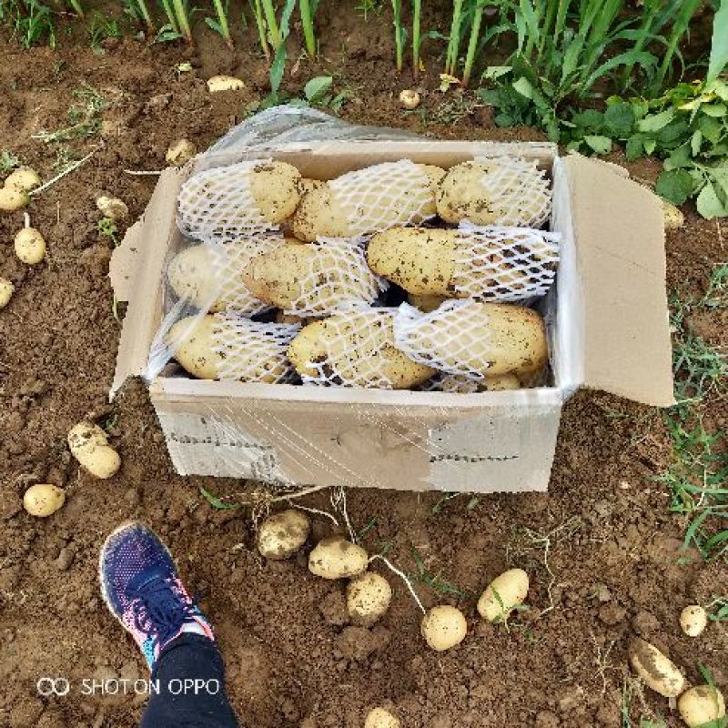 山东省【肥城】平阴荷兰十五土豆大棚土豆大量上市物美价廉