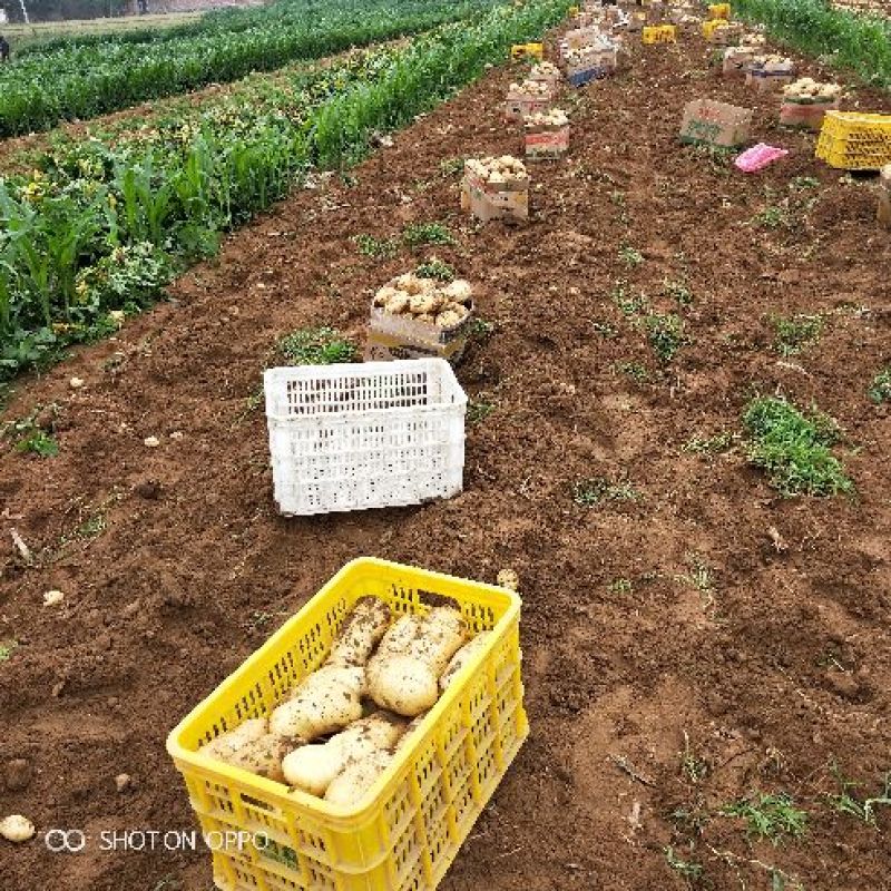 山东省【肥城】平阴荷兰十五土豆大棚土豆大量上市物美价廉