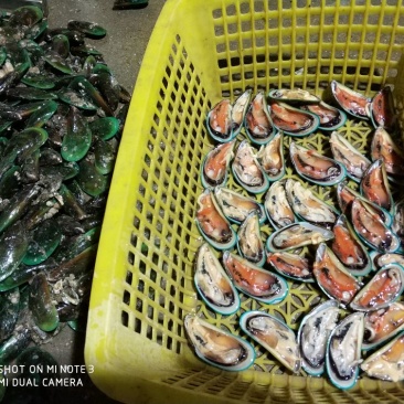 黄金贝贵妃螺青口生蚝