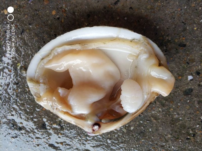黄金贝贵妃螺青口生蚝