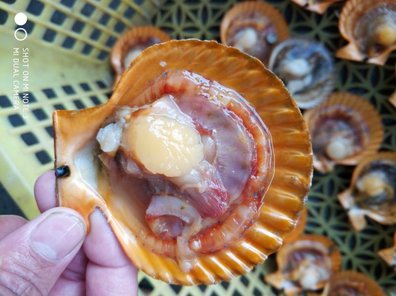 黄金贝贵妃螺青口生蚝