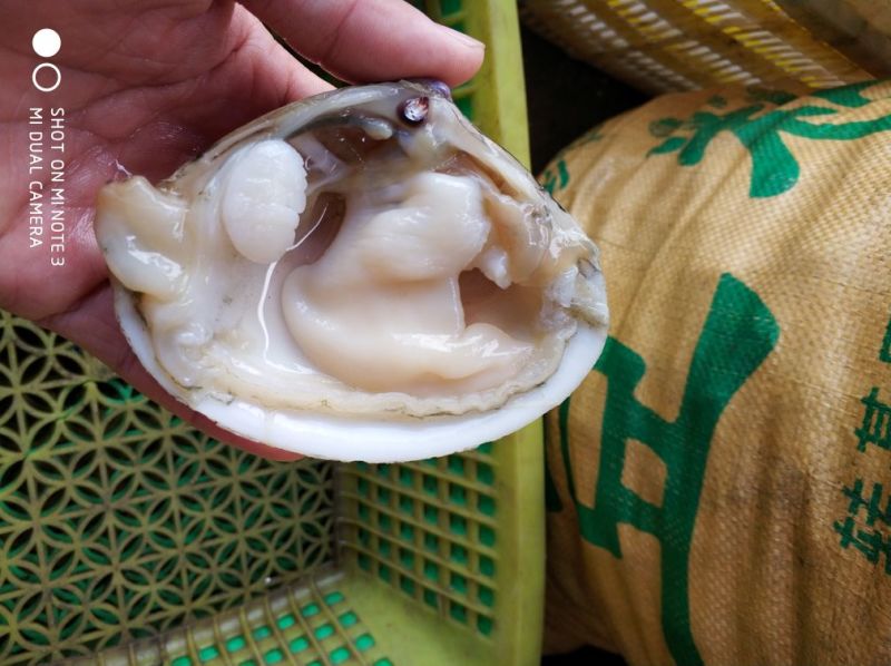 黄金贝贵妃螺青口生蚝