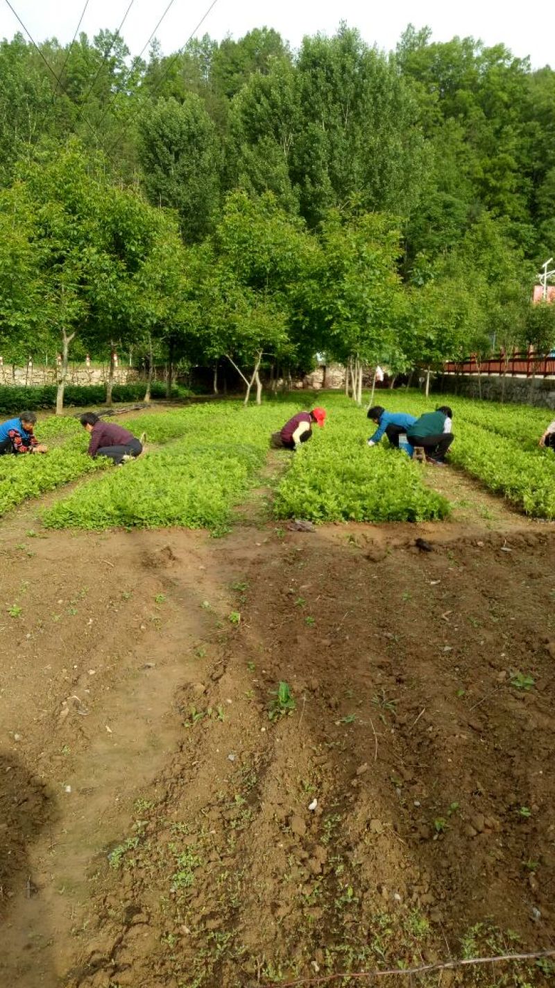 一年生药食两用南五味子苗
